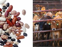 Research suggests eating beans instead of beef would sharply reduce greenhouse gasses