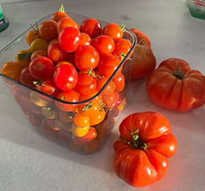 Tomatoes from Dr. Hilliard's chickens