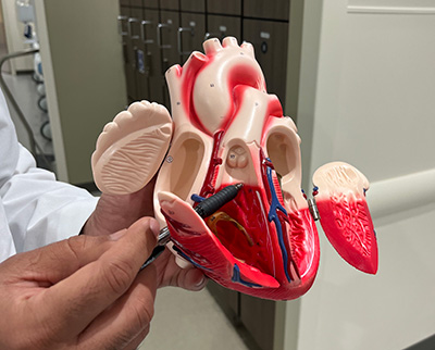 3D heart model