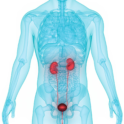 prostate anatomy