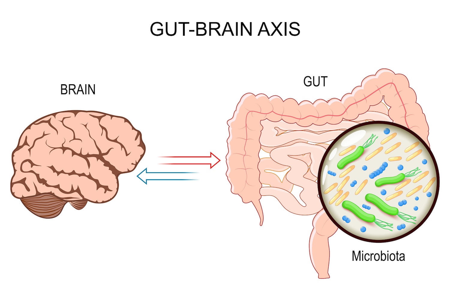 Illustration of the brain and the gut with arrows pointing to one another