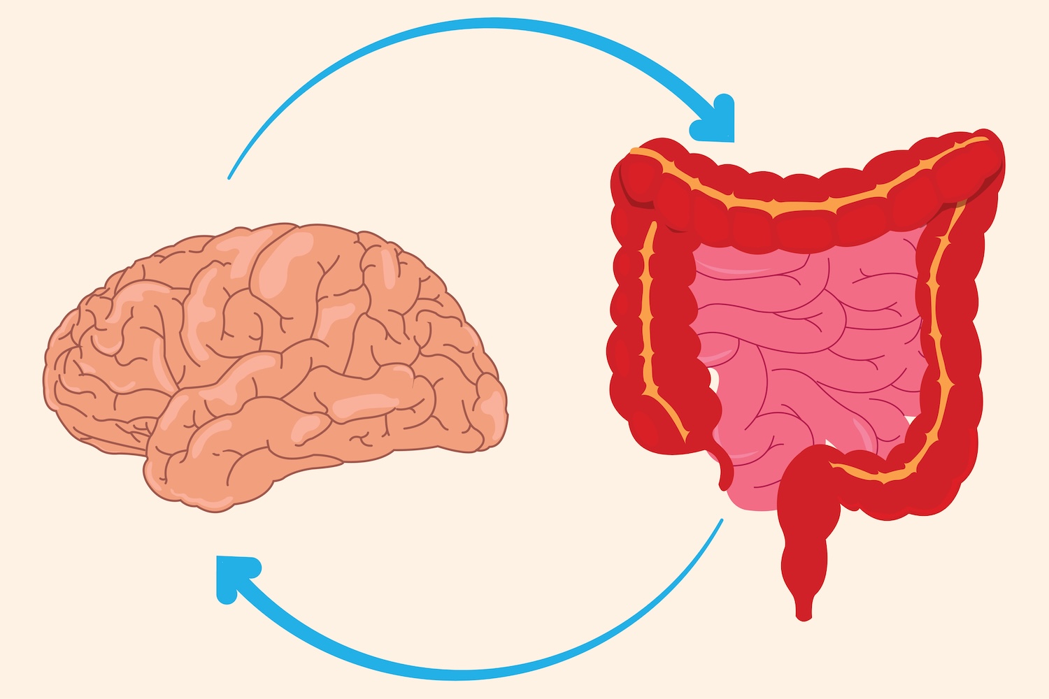 Illustration of the brain and the gut with arrows pointing to one another