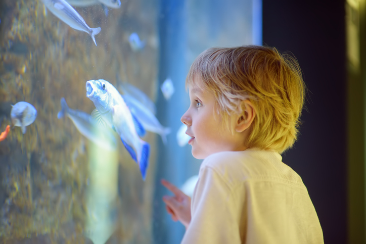 Little boy watches fishes in aquarium