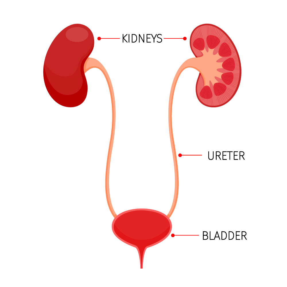 [DIAGRAM] Distal Ureter Diagram - MYDIAGRAM.ONLINE