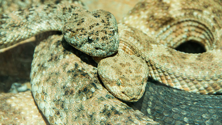 Two rattlesnakes curled next to each other