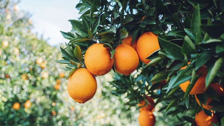 Orange grove, tree twigs with juicy citrus fruits, tangerines in garden or orchard - stock photo