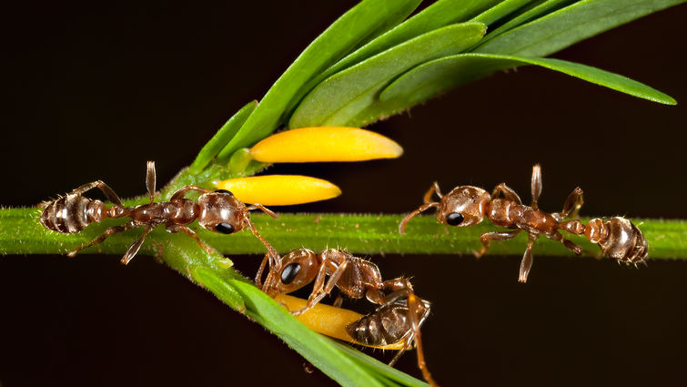 Like some animals that co-opt the venom of others, this Acacia is one of at least 681 ant-plant species that entices venomous ants with food rewards (Beltian bodies) to protect its leaves from animals that browse on it.