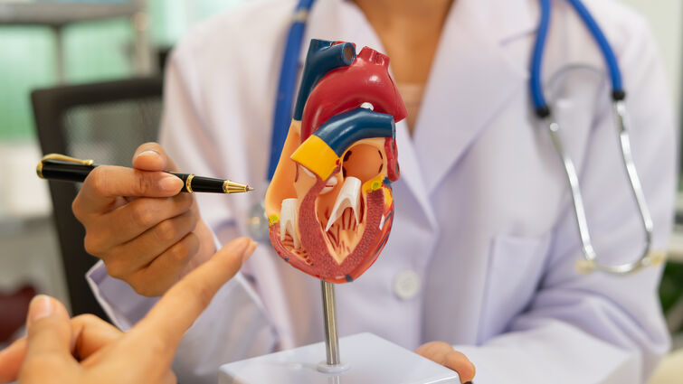 Take this season as a reminder to check in on your heart health with the help of experts at Loma Linda University Heart Institute. A doctor points to a human heart model with pen in medical office