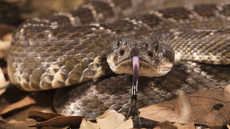 Southern pacific rattlesnake 