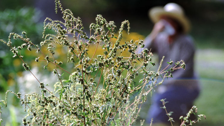 Allergies caused by ragweed - stock photo