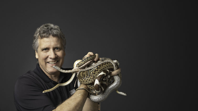 Caucasian man in black shirt holding several snakes