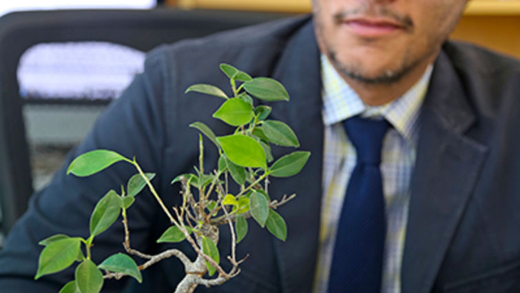 Johnny Figueroa, PhD, assistant professor at Loma Linda University School of Medicine, admires his pet bonsai tree. Johnny D. Figueroa looks at his bonsai tree