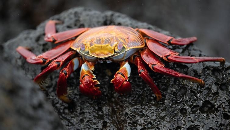 Grapsus grapsus crabs