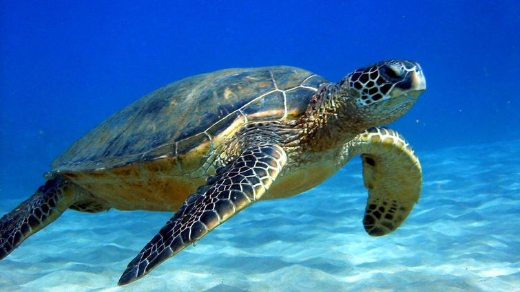 Endangered sea turtle