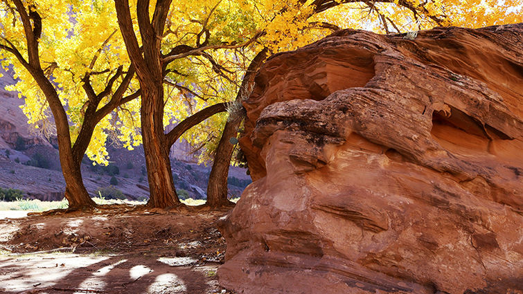 Like this photograph, titled "Autumn in Canyon De Chelly," artwork submitted to the annual Fall/Winter Classic Art Show should be appropriate for general viewing.
