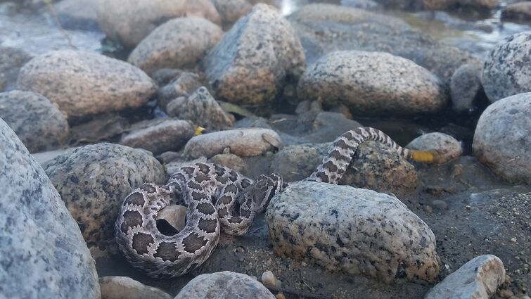 Baby Rattlesnake