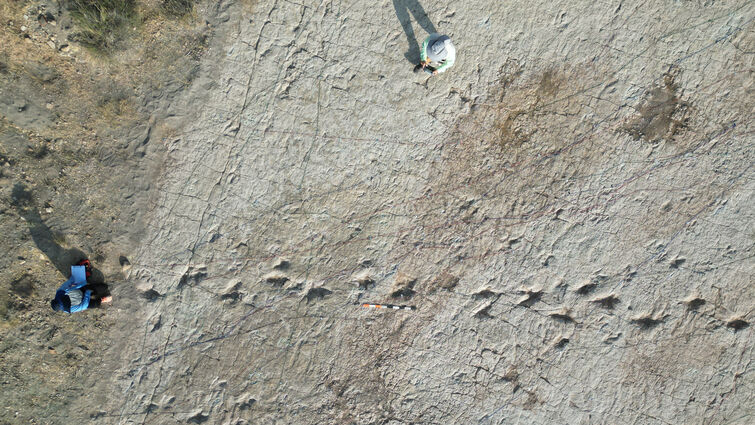 Dinosaur tracks