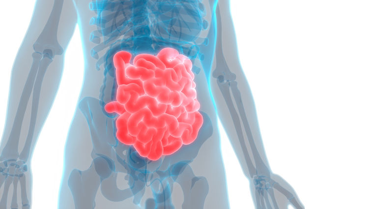 graphic of small intestine