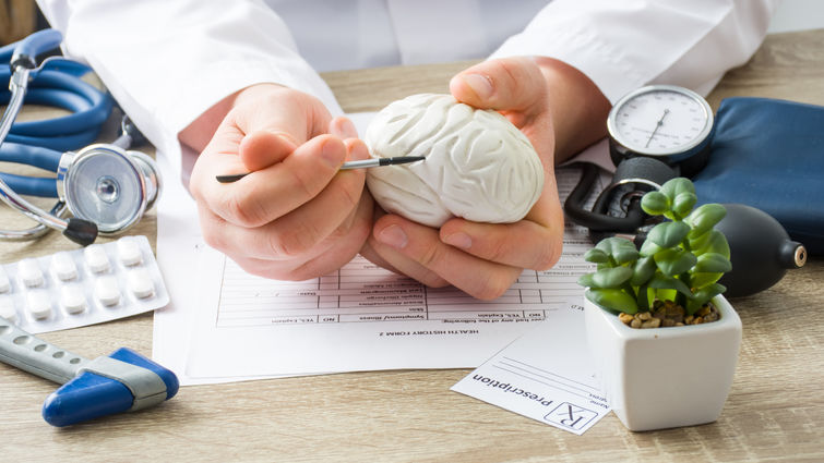 doctor holds brain replica