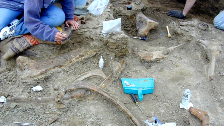 Dinosaur bonebed