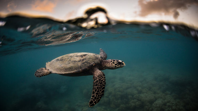 Hawksbill Turtle
