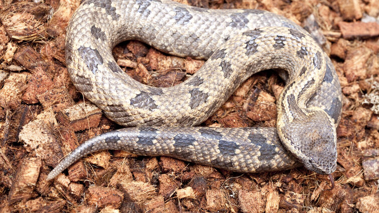 Rattlesnake
