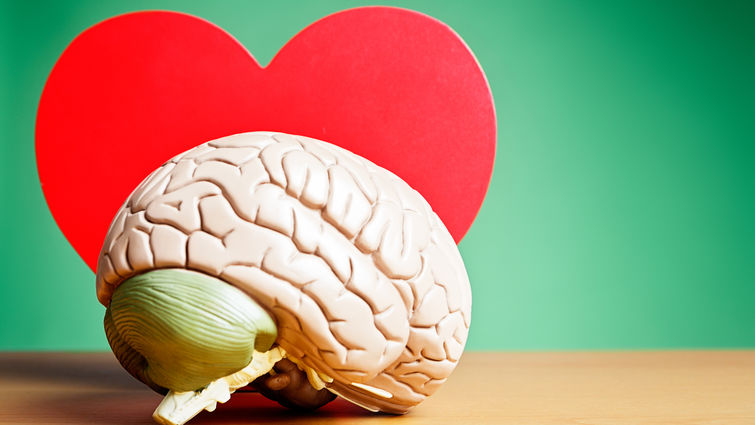 Model of a human brain in front of the cutout of a heart