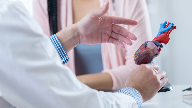 Physician holding a model heart