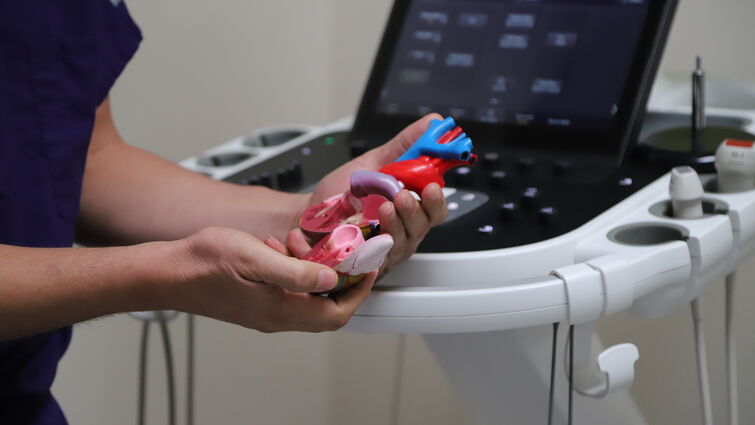 Dr. Serrano holds model of heart in his hands