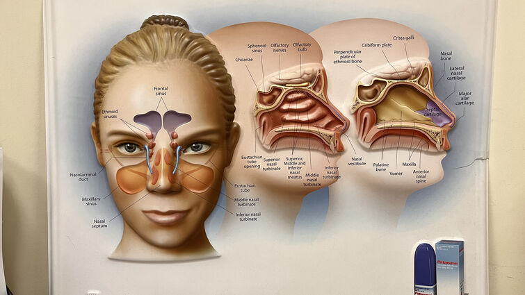 Diagram of human sinuses and nasal ducts