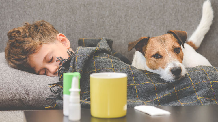 Dog guarding sick boy sleeping on sofa under plaid stock photo