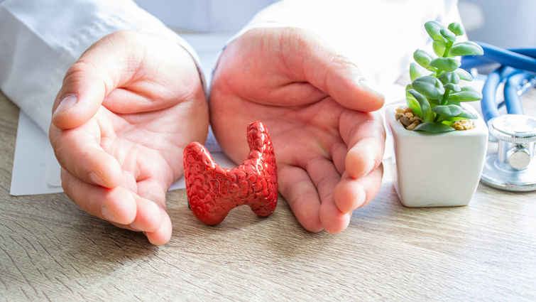 Doctor hands displaying a 3D replica of a human thyroid gland