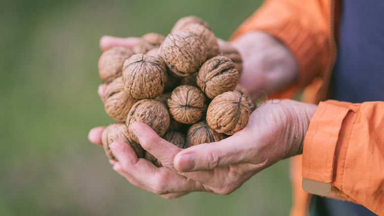 Walnuts