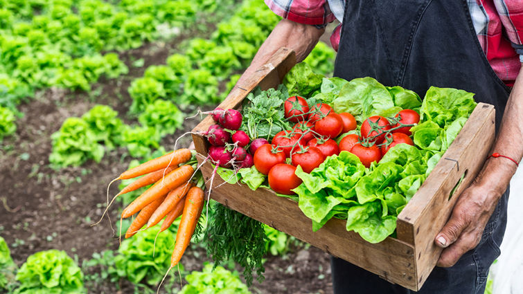 Vegetarian diet good for environment Vegetarian diet good for environment