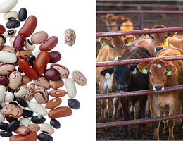 New study says beef produces in excess of 40 times more greenhouse gases than beans.