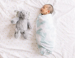 Swaddling a 2 week old newborn. Posing with stuffed elephant buddy.