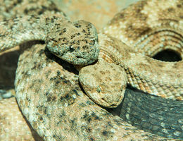 Two rattlesnakes curled next to each other