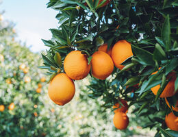 Orange grove, tree twigs with juicy citrus fruits, tangerines in garden or orchard - stock photo