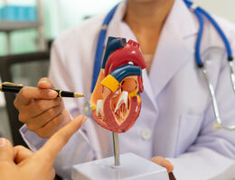 A doctor points to a human heart model with pen in medical office
