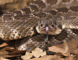 Southern pacific rattlesnake 
