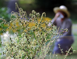 Allergies caused by ragweed - stock photo