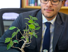 Johnny Figueroa, PhD, assistant professor at Loma Linda University School of Medicine, admires his pet bonsai tree. Johnny D. Figueroa looks at his bonsai tree