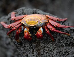 Grapsus grapsus crabs