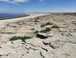 Salton Sea shoreline