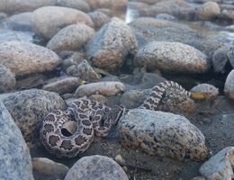 Myth defanged: baby rattlesnake bites aren’t more dangerous than bites from adult rattlesnakes  