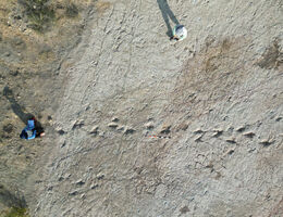 Dinosaur tracks