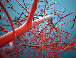 veins graphic