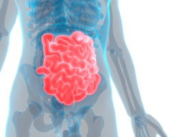 graphic of small intestine