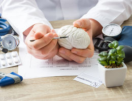 doctor holds brain replica