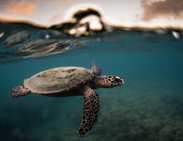 Hawksbill Turtle